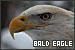  Birds: American Bald Eagle: 
