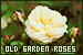  Flowers: Old Garden Roses: 