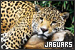  Felines: Jaguars: 