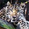  Rarest Kittycat: Amur Leopard